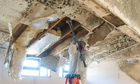 Why You Should Choose Our Mold Remediation Services in Osceola, IA